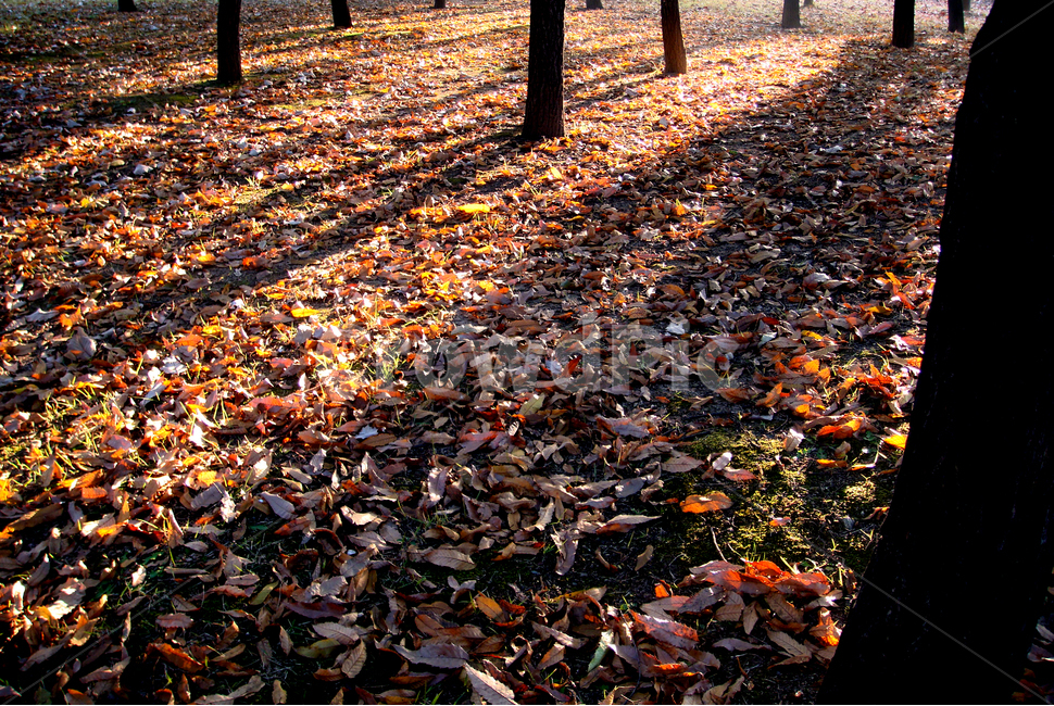 가을,단풍,노랑,계절,의자,낙엽,가을,계절,fall,autumn,season,leaf,잎,plant,식물,ground,바닥,tree,나무
