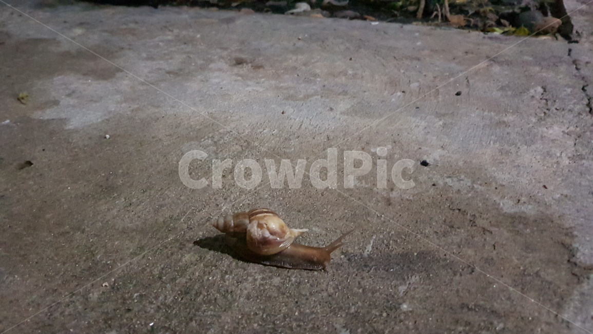 길,달팽이,자연,생물,snail,곤충,벌레,insect,bug