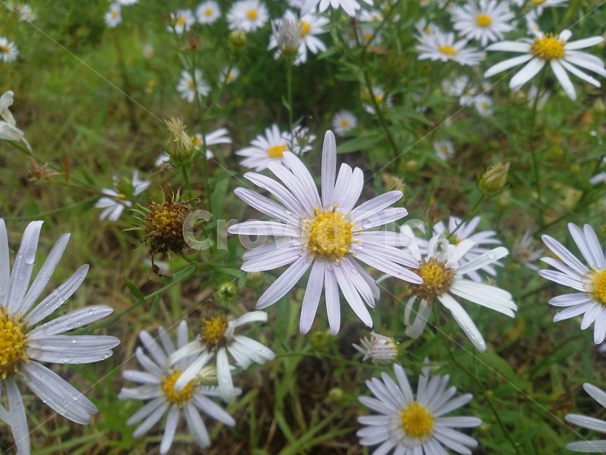 꽃,식물,flower,plant,자연,식물,자연,plants,nature