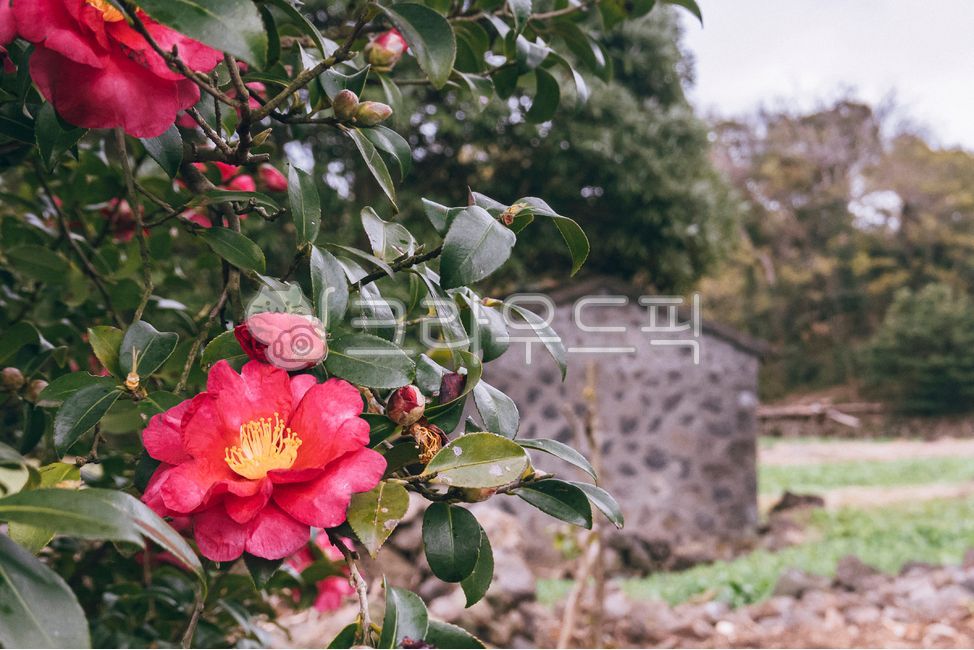 겨울꽃,동백,동백나무,제주,제주도,돌창고,밭,동백꽃,카멜리아,camellia,plant,잎사귀,겨울,flower,식물,blossom,꽃