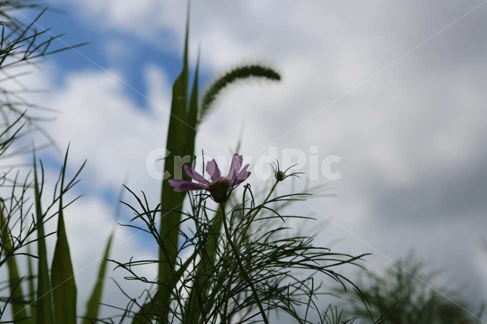 cloud,plant,Cosmos,Sky of Autumn