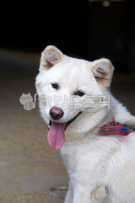 진돗개,개,동물,백구,진도견,토종견,사냥개,반려동물,애완견,dogs,animals,whiteanimals,jindodogs,nativedogs,huntingdogs,pets