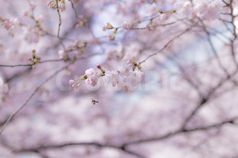 꽃,벚꽃,봄,감성,핑크,봄,계절,spring,season,식물,자연,plants,nature,꽃,flower,감성,sensible,feeling,plant,blossom