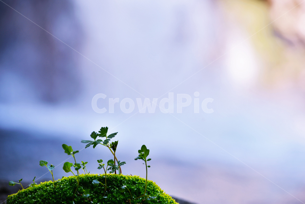 봄,새싹,폭포,초록,새순,식물,자연,plants,nature