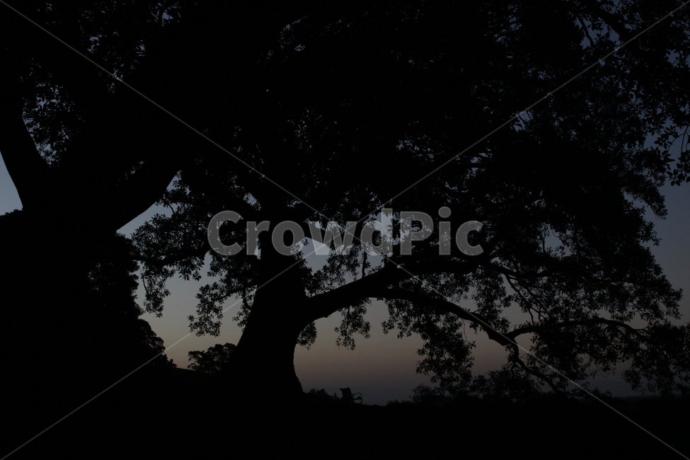 황혼,해질녘,의자,언덕,나무,블랙,풍경,자연,풍경,nature,landscape,실루엣,그림자,silhouette,shadow,tree,plant,식물
