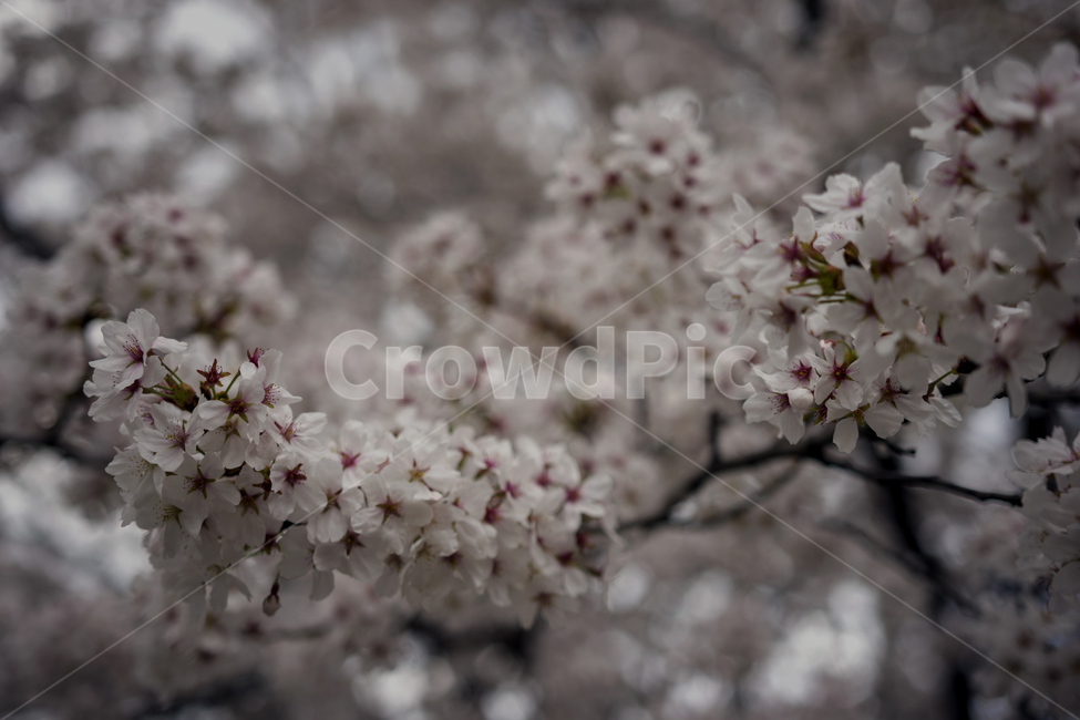 봄,꽃잎,벚꽃,만개,흰색,꽃송이,봄,계절,spring,season,식물,자연,plants,nature,꽃,flower,plant,blossom,cherry blossom