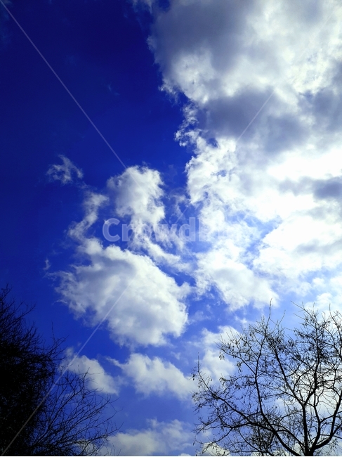 하늘,구름,나무,맑은하늘,햇빛,뭉게구름,자연,풍경,nature,landscape,azure sky,푸른 하늘,sky,outdoors,옥외