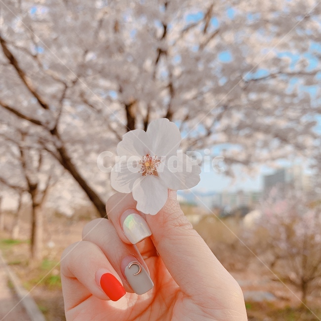 flower,blossom,꽃,cherryblossom,벚꽃,봄,spring,데이트,감성사진,feeling,식물,plant,감성,sensible,계절,season,색상,색깔,색감,color,자연,nature,옥외,outdoor,나무,tree,풍경,landscape,손,hand,nail,네일,분위기