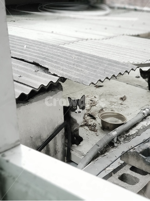 고양이,길고양이,검은고양이,cat,animal,흑백사진,동물흑백사진,동물,animal,포유류,mammal,고양이,cat,kitten,kitty