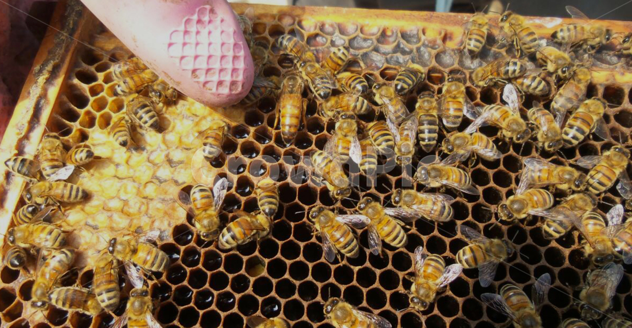 bee,벌,곤충,꿀벌,honeybee,여왕벌,곤충,벌레,insect,bug