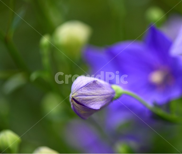 예쁜꽃,도라지꽃,예쁜배경사진,꽃사진,폰배경,식물,자연,plants,nature,꽃,flower