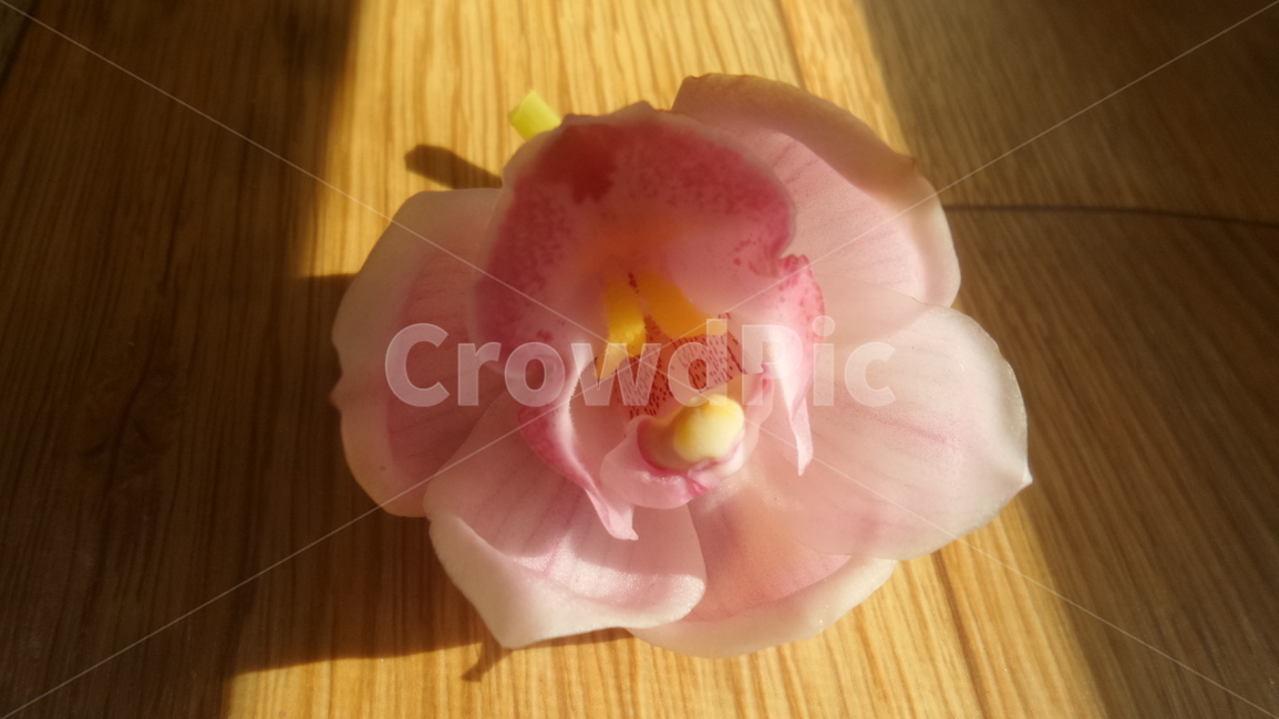 심비디움,보춘화속,cymbidium,난초과,식물,관상용,분홍색꽃,꽃,flower
