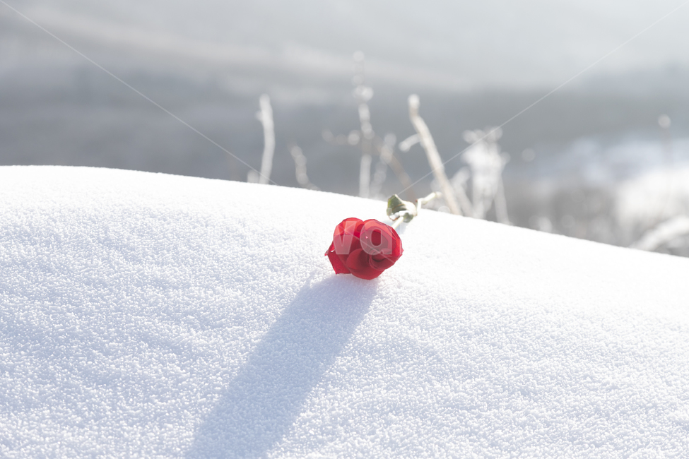 눈,장미,설원,겨울,언덕,snow,rose,자연,nature,outdoors,옥외,꽃,flower,식물,plant,hill,snowyfields,winter,겨울,계절,winter,season,꽃,flower