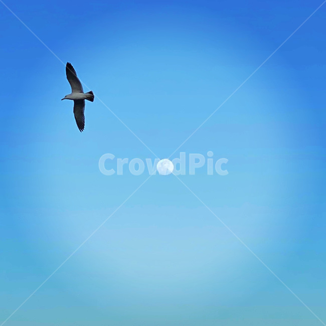 animal,bird,새,flying,비행,달,기러기,하늘,구름,moon,sky,cloud,동물