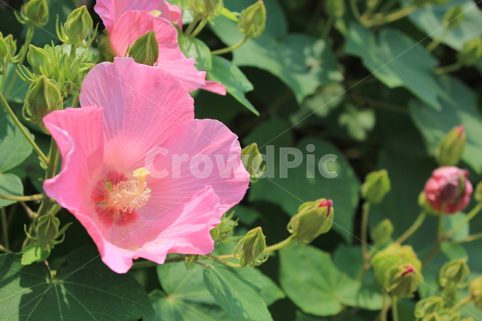 무궁화,우리나라,상징,꽃,분홍,대한민국,여름,식물,자연,plants,nature,꽃,flower