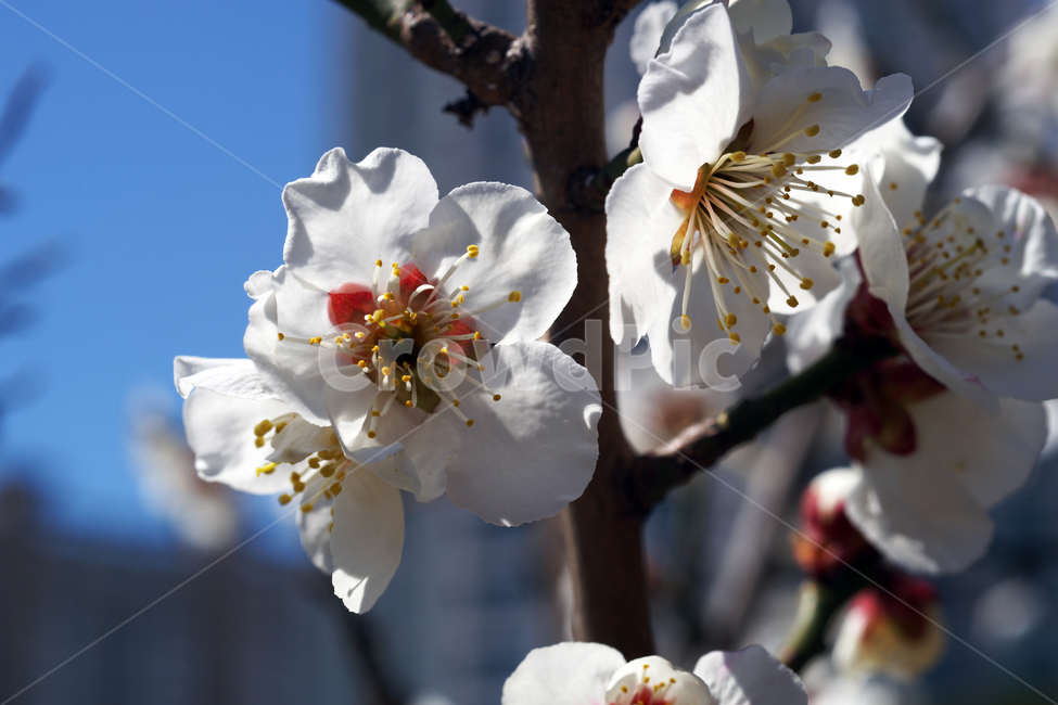 매화꽃,매화나무,꽃,봄,계절,하얀꽃,매화,식물,자연,plants,nature,꽃,flower