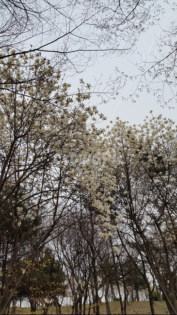 벗꽃,나무,나뭇가지,식물,자연,plants,nature,하늘,꽃,flower,자연,풍경,nature,landscape,tree,plant