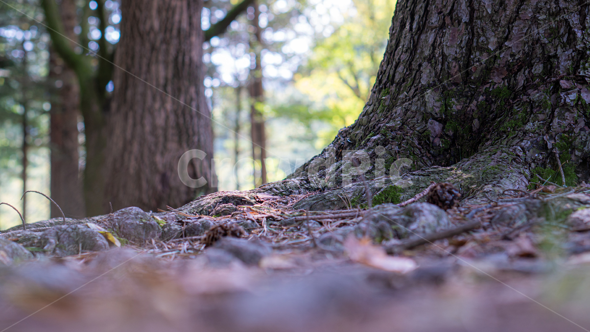 춘천,남이섬,plant,식물,나무줄기,treetrunk,tree,감성사진,나무,trees,wood