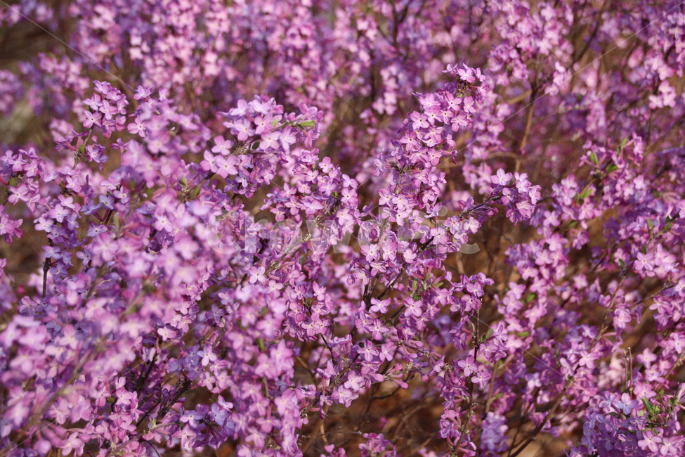 꽃,꽃나무,수목원,풍경,봄,식물,자연,plants,nature,꽃,flower