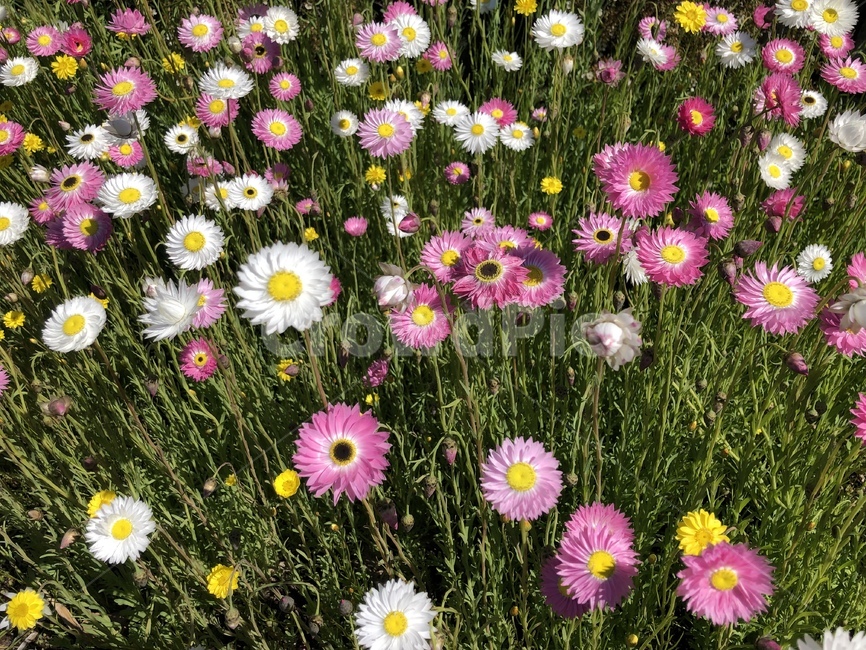 plant,식물,blossom,daisies,daisy,꽃,flower,데이지