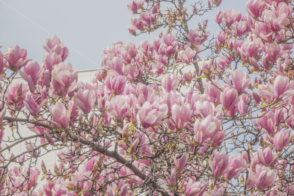 꽃,봄,봄꽃,목련,자목련,목련나무,봄,계절,spring,season,식물,자연,plants,nature,꽃,flower,plant,blossom,cherry blossom,벚꽃