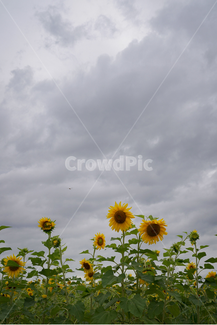 해바라기,흐린날,여름꽃,sunflower,flower,구름,자연,풍경,nature,landscape,plant,식물
