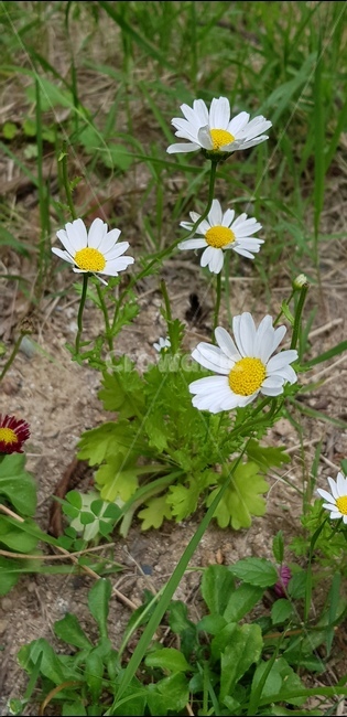 하얀꽃,6월,꽃,자연,식물,풀,들풀,들꽃,야생화,flower,plants,nature,배경,봄,여름