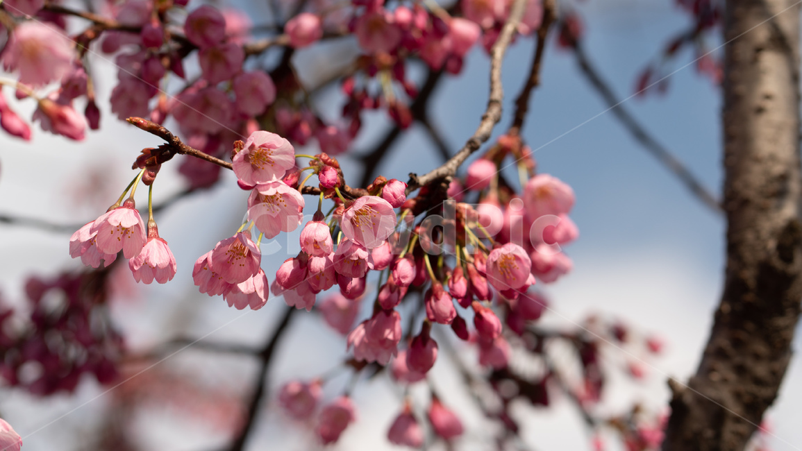 벚꽃,봄,벚꽃나무,자연,꽃,flower,spring,파란하늘,식물,푸른하늘,봄,계절,spring,season,식물,자연,plants,nature,꽃,flower,plant,blossom