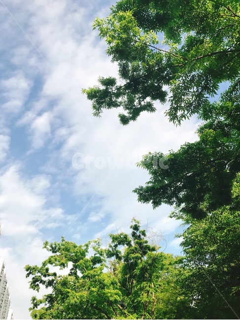 하늘,구름,풍경,자연,나무,여름하늘,자연,풍경,nature,landscape,tree,plant,식물