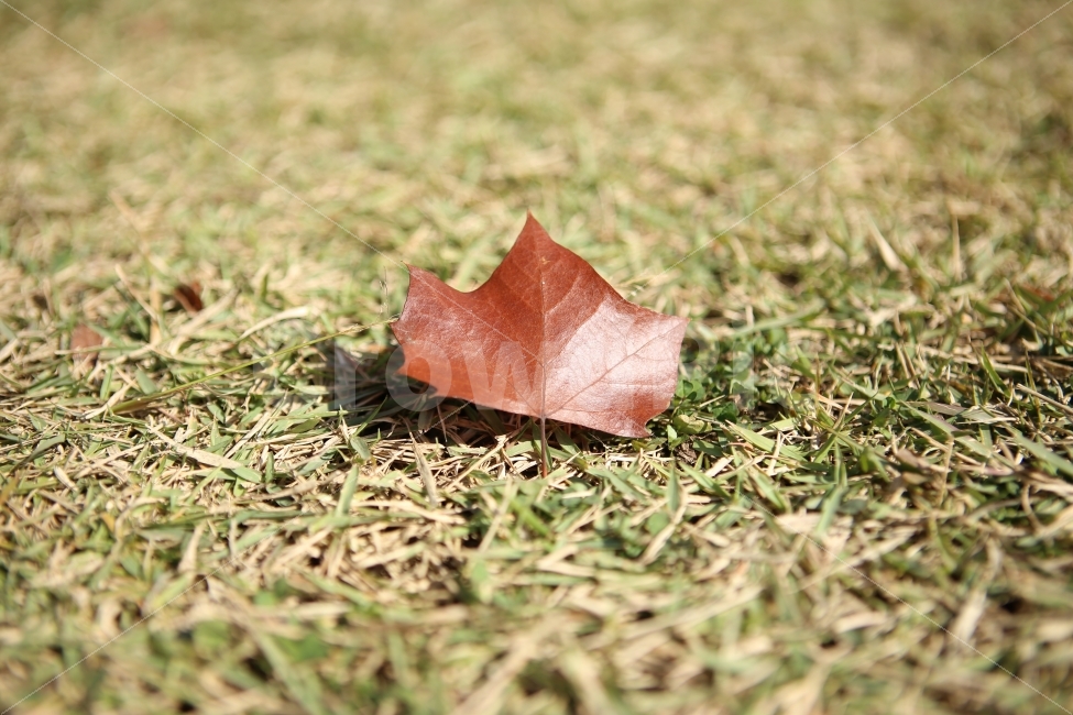 나뭇잎,가을,낙옆,자연,식물,가을,계절,fall,autumn,season,식물,자연,plants,nature,감성,sensible,feeling,plant,leaf,잎,ground,바닥,tree,나무