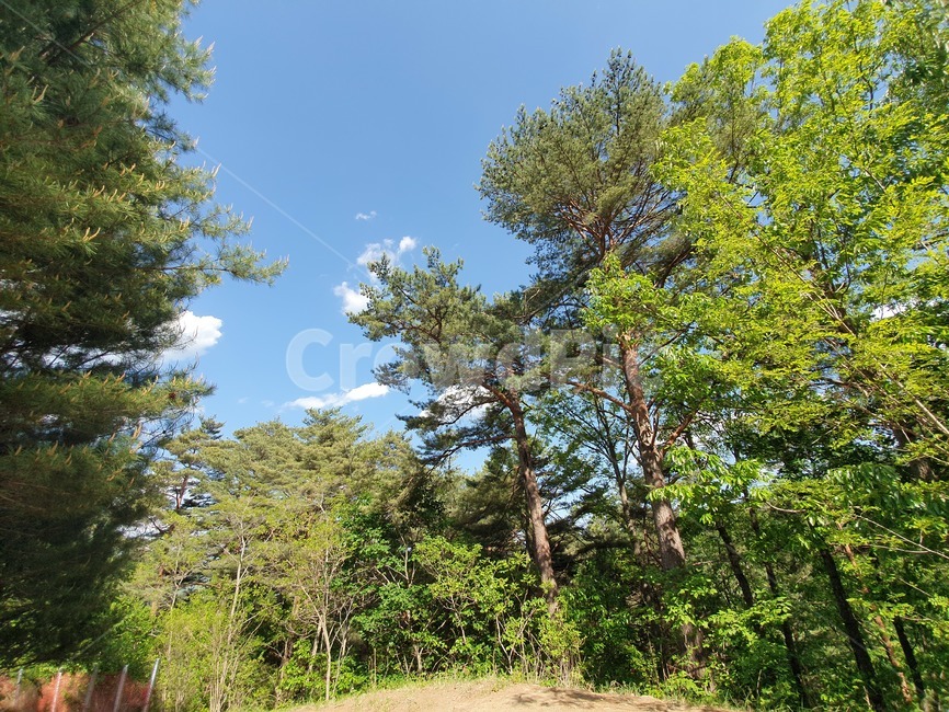 자연,하늘,산,자작나무,숲,풍경,배경,소나무