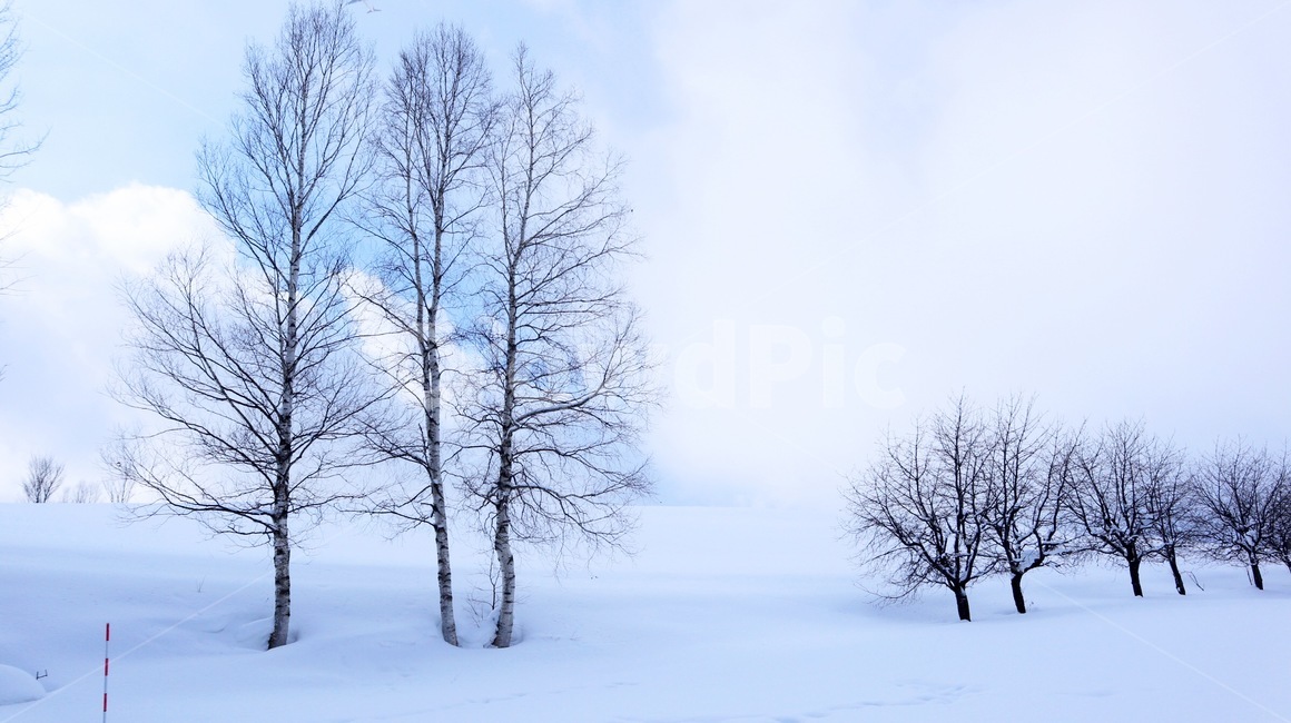 삿포로,비에이,눈,하얀색,하양,나무,풍경,겨울,겨울,계절,winter,season,자연,풍경,nature,landscape,storm,폭풍,blizzard,눈보라,outdoors,옥외,snow,weather,날씨