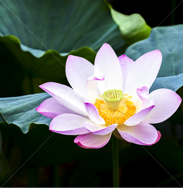 연곷,홍련,꽃,자연,식물,배경,소스,포토,아름다운,뷰티,감성,힐링,분홍,빨간,풍경,불교,순정,색,색감,color,natuer,flower,plants,식물,자연,plants,nature,꽃,flower