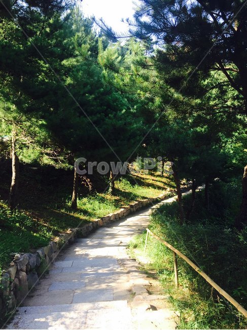 등산,숲,산책,산책로,힐링,자연,나무