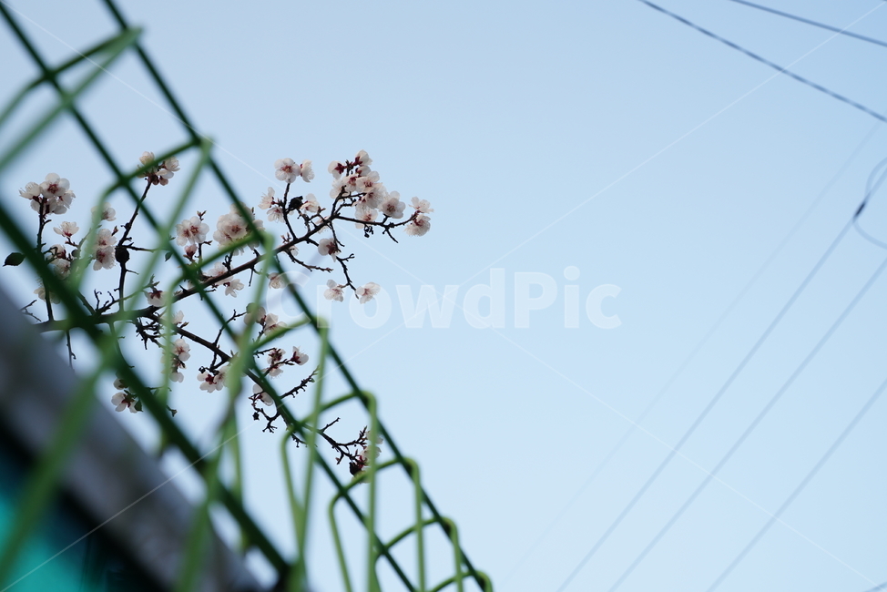 벚꽃,봄꽃,봄,계절,느낌,감성,색감,화이트,꽃,플라워,생물,식물,flower,생명,식물,자연,plants,nature,꽃,flower