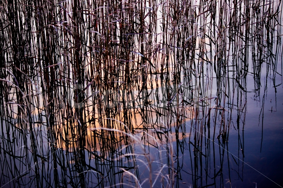 자연,풍경,호수,반영,아침,풍경사진,자연사진,갈대,물,햇빛,구름,하늘,nature,landscape,lake,morning,reflection,reflect,mirror,reed,water,sun,sunlight,cloud,sky,자연,풍경,nature,landscape,식물,plants