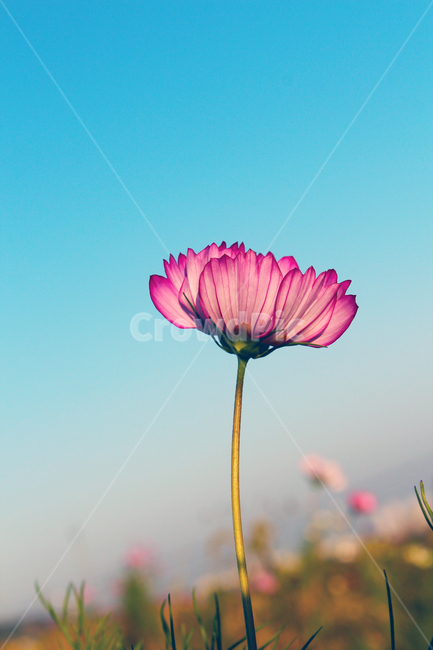 코스모스,cosmos,꽃,flower,자연,nature,가을,fall,autumn,하늘,sky,blue,야생화,피다,자주,분홍,식물,가을,계절,fall,autumn,season,식물,자연,plants,nature,꽃,flower,plant,blossom,petal,꽃잎