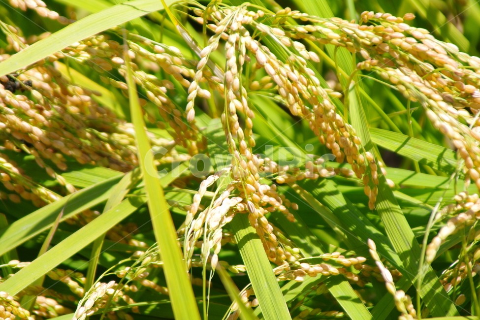 plant,식물,vegetation,초목,nature,자연,outdoors,옥외,벼,쌀,곡류,곡식,cereals