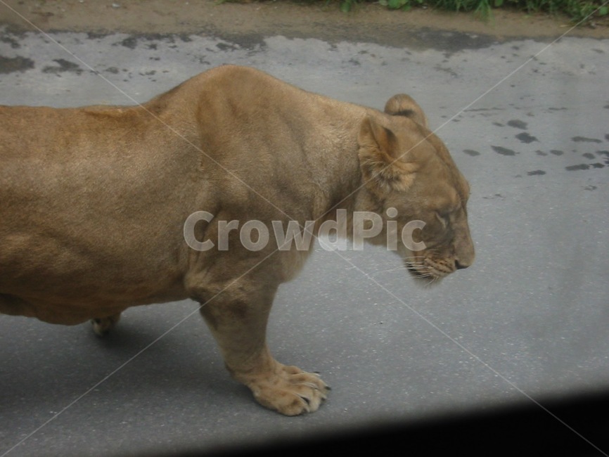 사자,암사자,사파리,동물원,동물,짐승,동물,animal,포유류,mammal