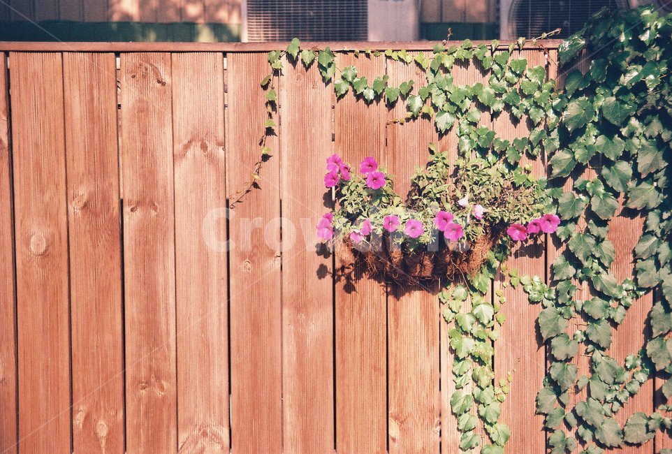 꽃,담쟁이,나무,담벼락,식물,필름,film,filmphoto,색감,감성,flower,plant,beauty,식물,자연,plants,nature,꽃,flower