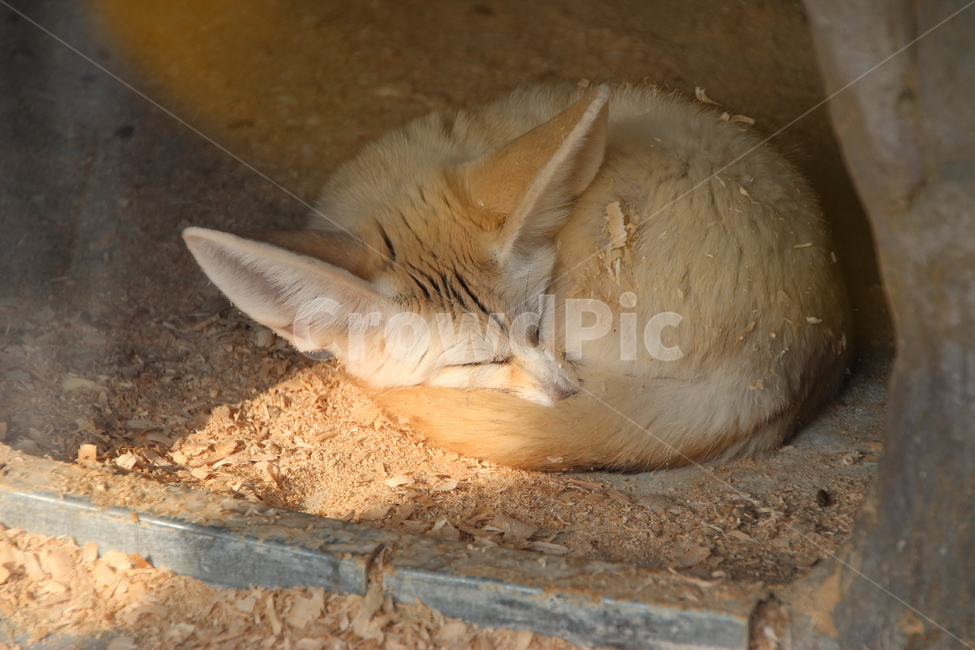 fox,여우,사막여우,동물,animal,동물,animal,포유류,mammal