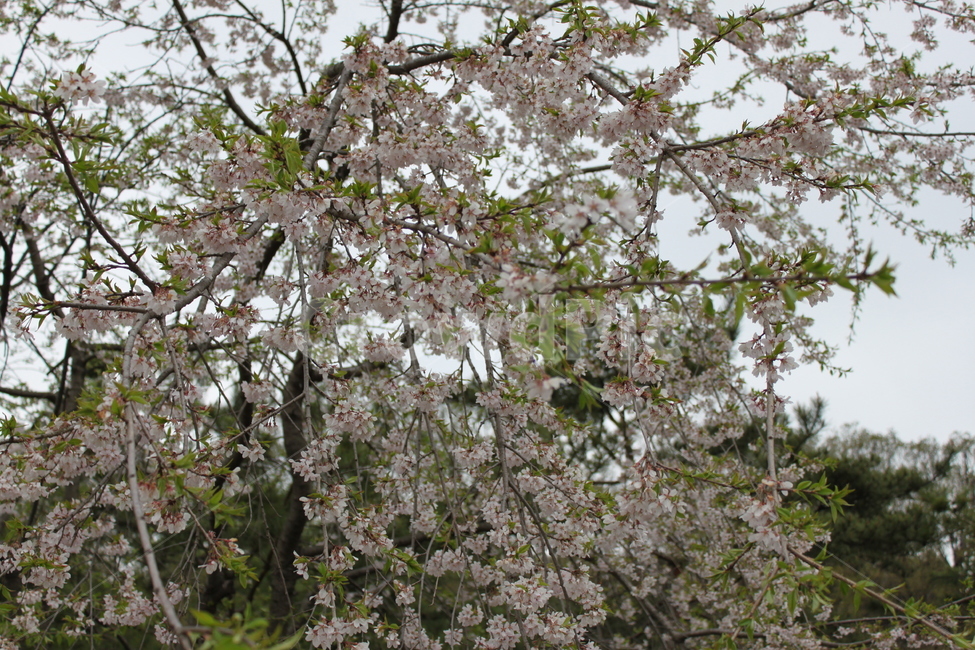 벚꽃,벚나무,봄꽃,꽃,자연,cherryblossom,봄,계절,spring,season,식물,자연,plants,nature,꽃,flower,plant,cherry blossom,blossom