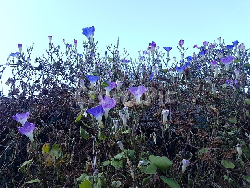 plant,식물,flower,꽃,나팔꽃,blossom,보라색,식물,자연,plants,nature,꽃,flower