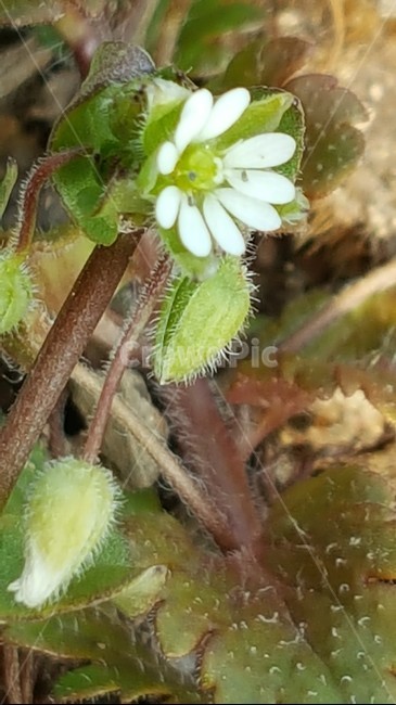 자연,식물,꽃,풀꽃,봄,별꽃,식물,자연,plants,nature,꽃,flower