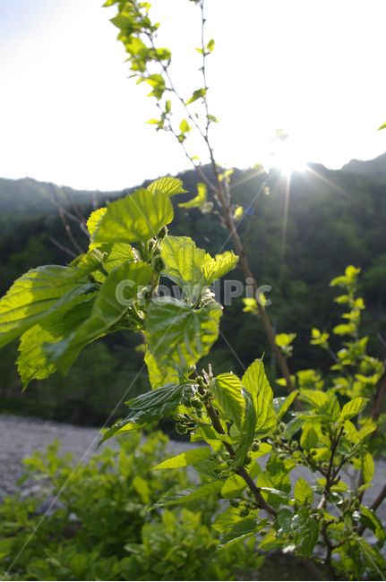 나무,잎,초록,식물,plant,식물,자연,plants,nature