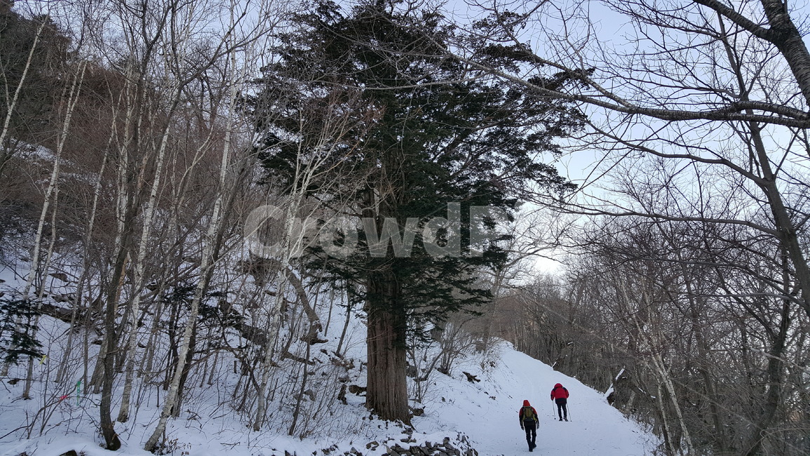 주목,태백산,풍경,겨울,눈