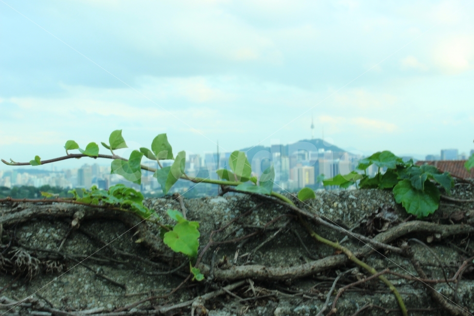 부암동,서울,남산,남산타워,풍경,경치,담장,넝쿨,하늘,식물,자연,plants,nature,도시,풍경,city,landscape,plant