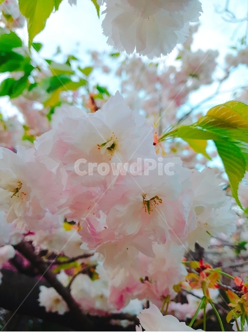 벚꽃,꽃,flower,cherryblossom,꽃나무