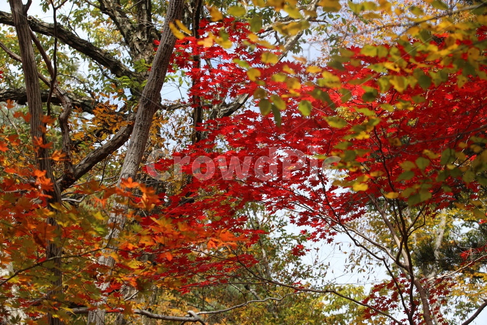 가을,가을낙엽,낙엽,나뭇잎,단풍,가을,계절,fall,autumn,season,leaf,잎,plant,식물,tree,나무
