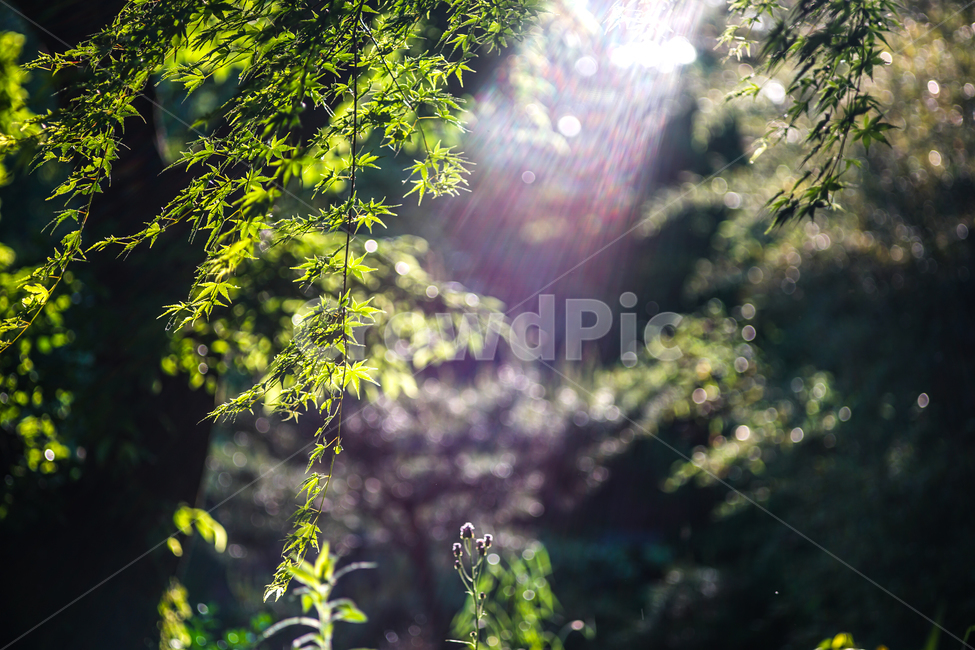 빛내림,단풍나무,무지개빛,오후,빛줄기,식물,자연,plants,nature,휴식,힐링,rest,relaxation,healing